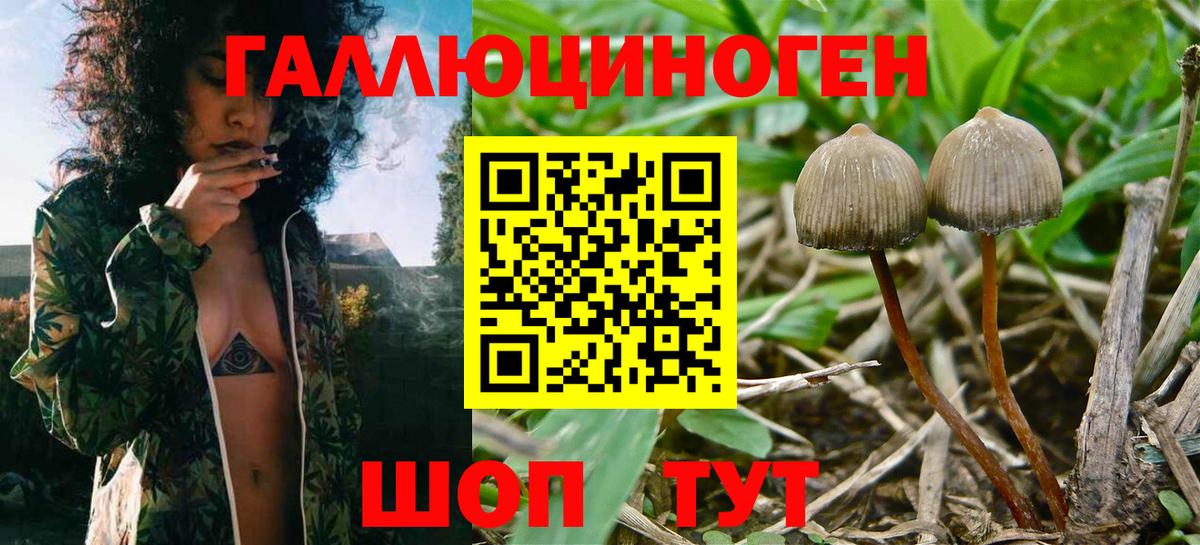 Галлюциногенные грибы Psilocybine cubensis  где можно купить наркотик  Губкин  Вход с VPN 
